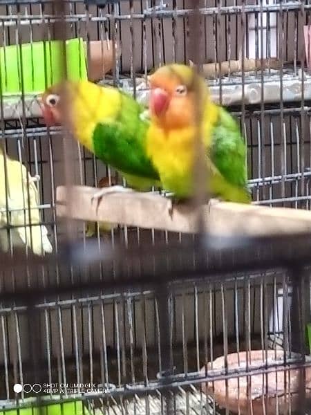 Lovebirds for sale 2