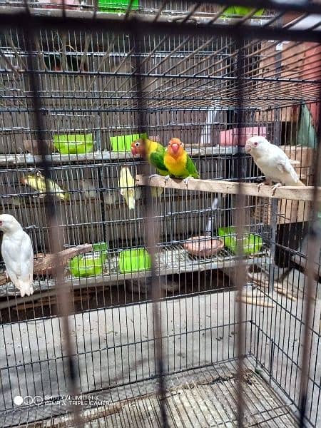 Lovebirds for sale 3