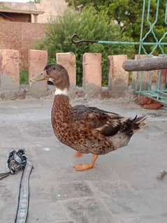 Duck male and Female