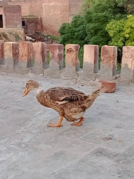 Duck male and Female 1