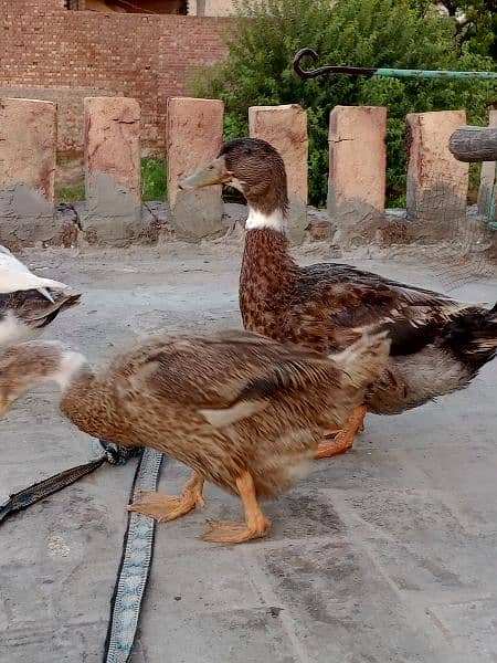 Duck male and Female 2