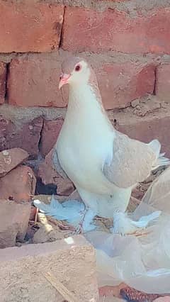 Exchange posable with All fainciy Birds and Aseel chiks Only FSD Waly