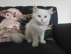 White fluffy Persian kitten