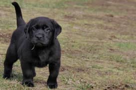 labrador puppy