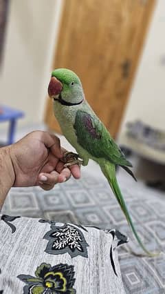 Raw Parrot Fully Tame Friendly and Very Taking.