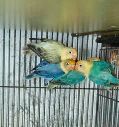 Green Opaline/ Blue Opaline/Parblue/Parblue Opaline