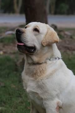 top quality Labrador pedigree male available for stud only cash