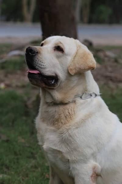 top quality Labrador pedigree male available for stud only cash 0