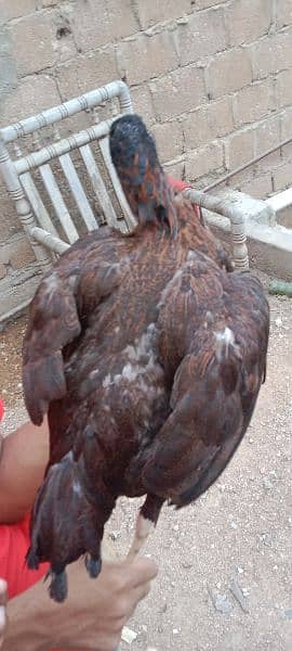 Aseel female's for sale 4