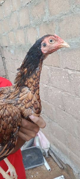 Aseel female's for sale 6