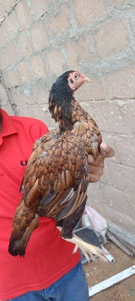 Aseel female's for sale 7