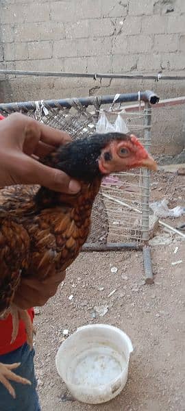 Aseel female's for sale 9