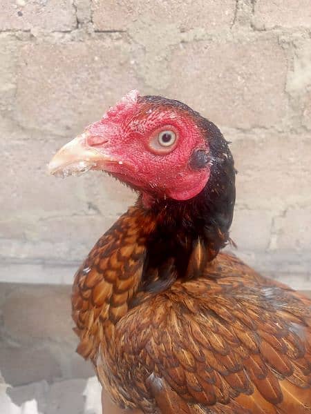 Aseel female's for sale 10