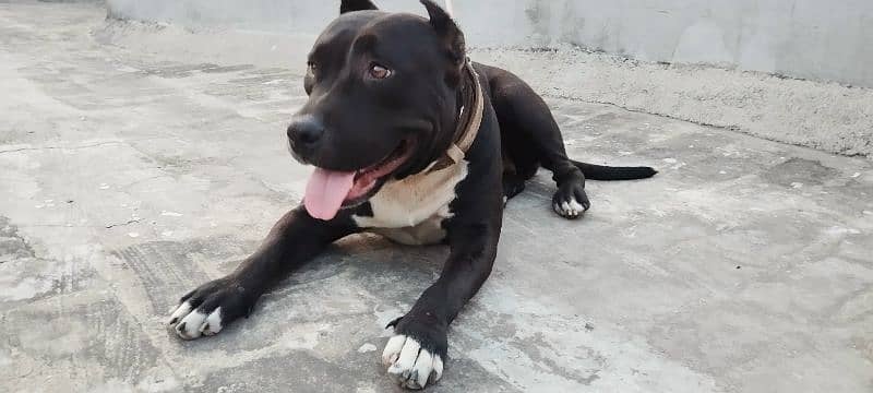 Pitbull female for sale black 1