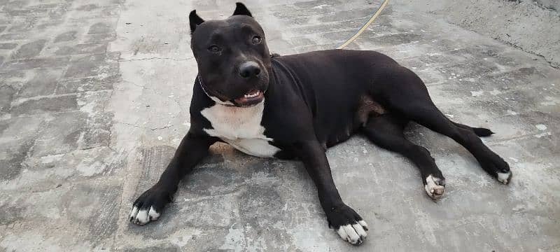 Pitbull female for sale black 3