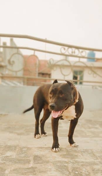 Pitbull female for sale black 4