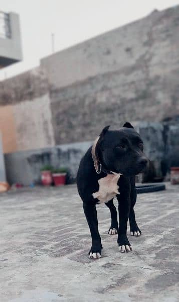 Pitbull female for sale black 5