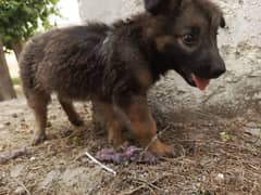 2 MONTH GERMAN SHEPHERD BABY contact on this number 03404252860