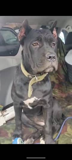 Imported Cane corso puppies available for sale 0