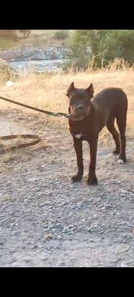 Imported Cane corso puppies available for sale 2