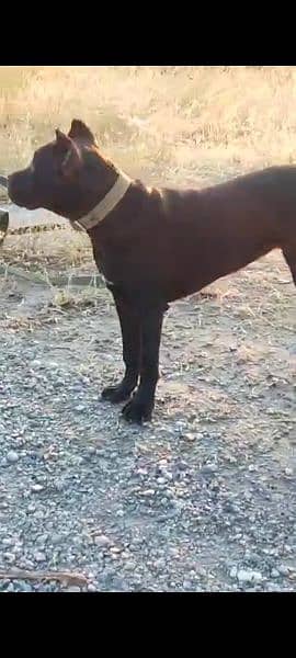 Imported Cane corso puppies available for sale 3