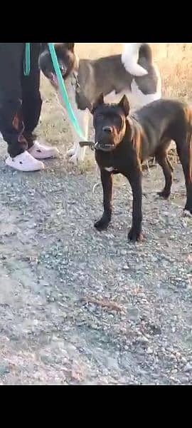 Imported Cane corso puppies available for sale 4