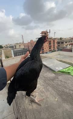 pure black jet mushki madi available for sale 0