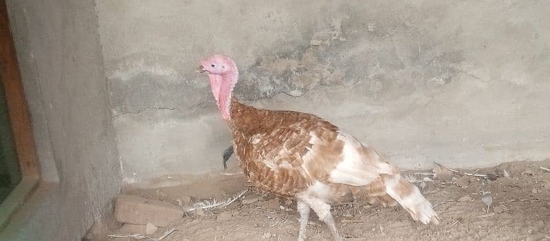 turkey bird | our personal breed 1