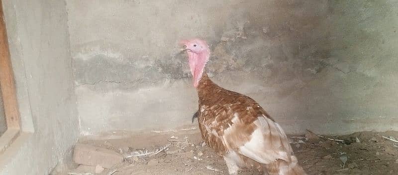 turkey bird | our personal breed 2