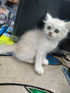 Persian female kitten 0