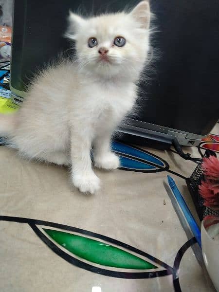 Persian female kitten 2