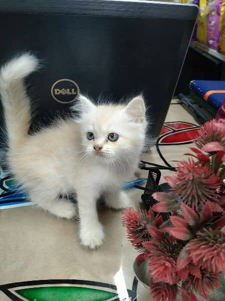 Persian female kitten 3