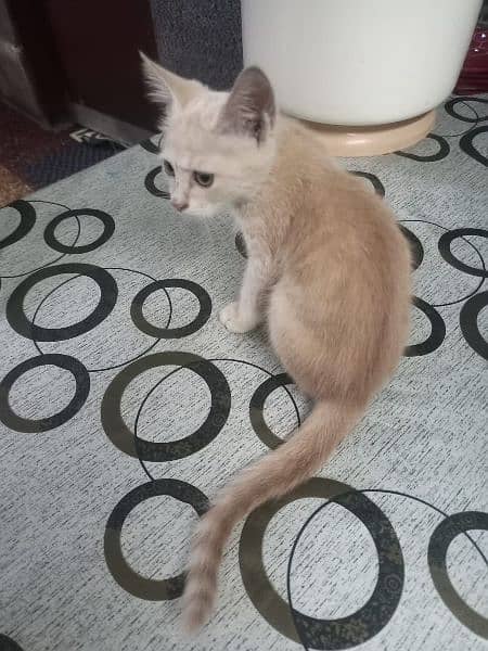 persian kitten urgent sale 0-3-2-5-8-8-3-9-3-6-3 1