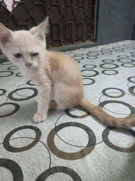 persian kitten urgent sale 0-3-2-5-8-8-3-9-3-6-3 2