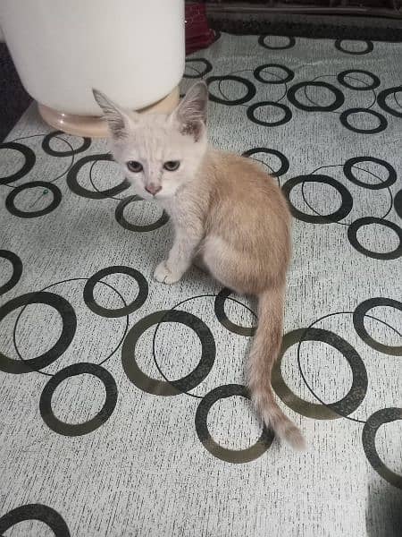 persian kitten urgent sale 0-3-2-5-8-8-3-9-3-6-3 3