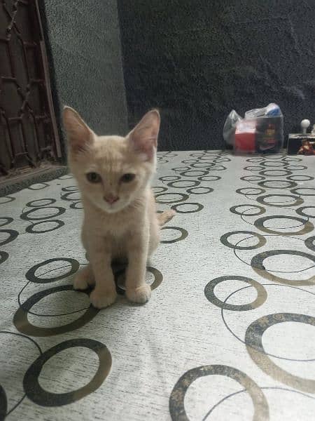 persian kitten urgent sale 0-3-2-5-8-8-3-9-3-6-3 4