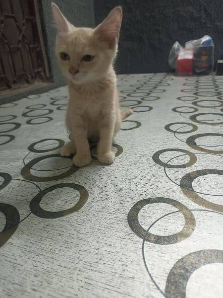 persian kitten urgent sale 0-3-2-5-8-8-3-9-3-6-3 5