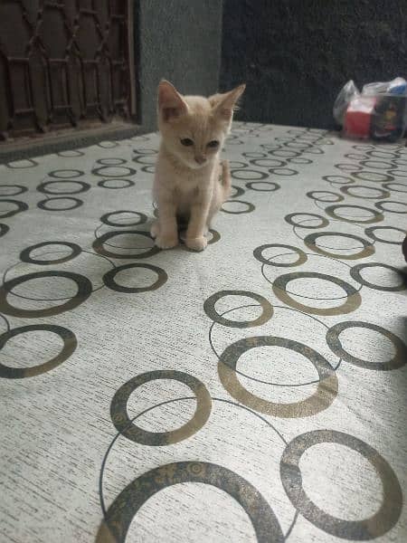 persian kitten urgent sale 0-3-2-5-8-8-3-9-3-6-3 6