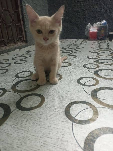 persian kitten urgent sale 0-3-2-5-8-8-3-9-3-6-3 7