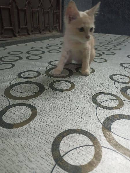 persian kitten urgent sale 0-3-2-5-8-8-3-9-3-6-3 8