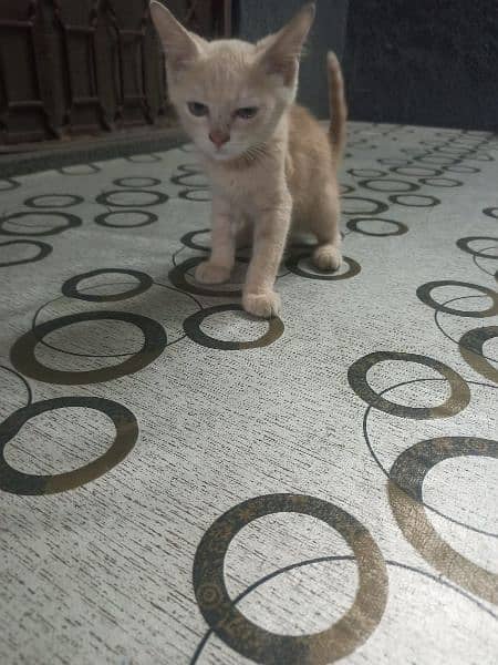 persian kitten urgent sale 0-3-2-5-8-8-3-9-3-6-3 9