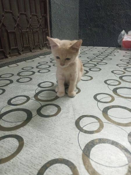 persian kitten urgent sale 0-3-2-5-8-8-3-9-3-6-3 10