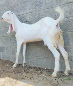 pure Gulabi Rajan Puri Female Gaban