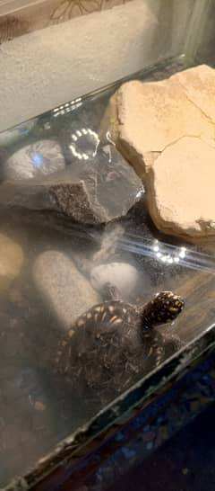 Black Spoted Turtle For Sale with Aquarium (1 Feet) Full Setup