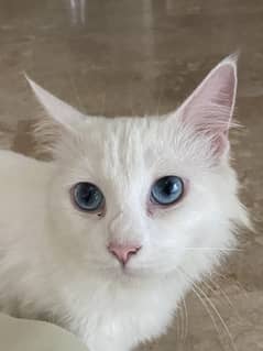 White persian cat with blue eyes