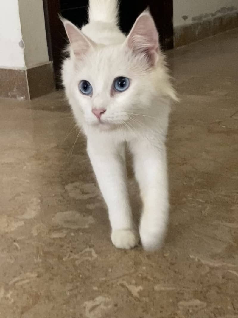 White persian cat with blue eyes 1