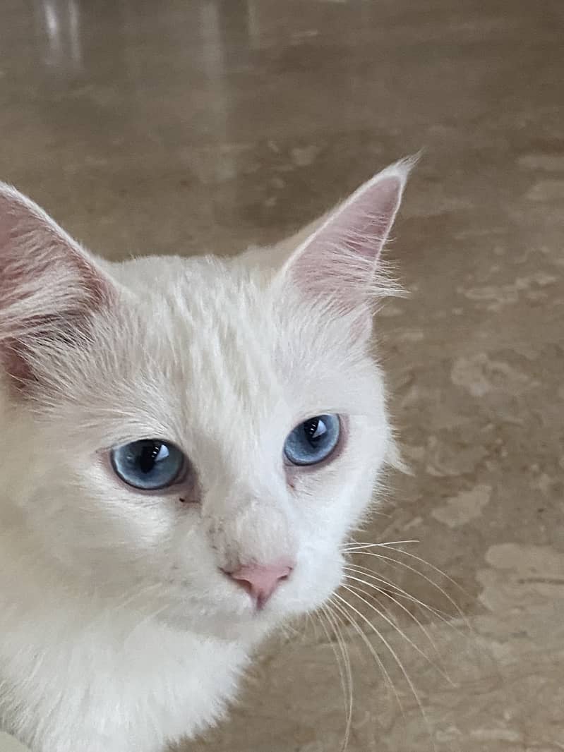 White persian cat with blue eyes 2