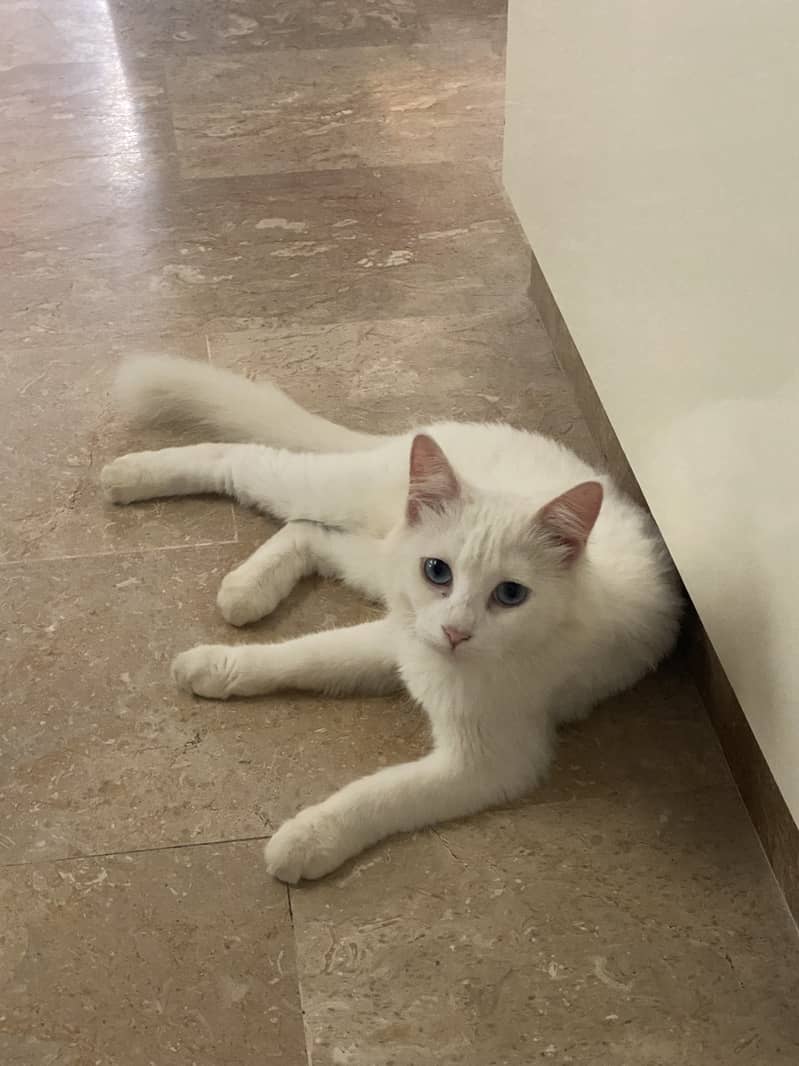 White persian cat with blue eyes 5