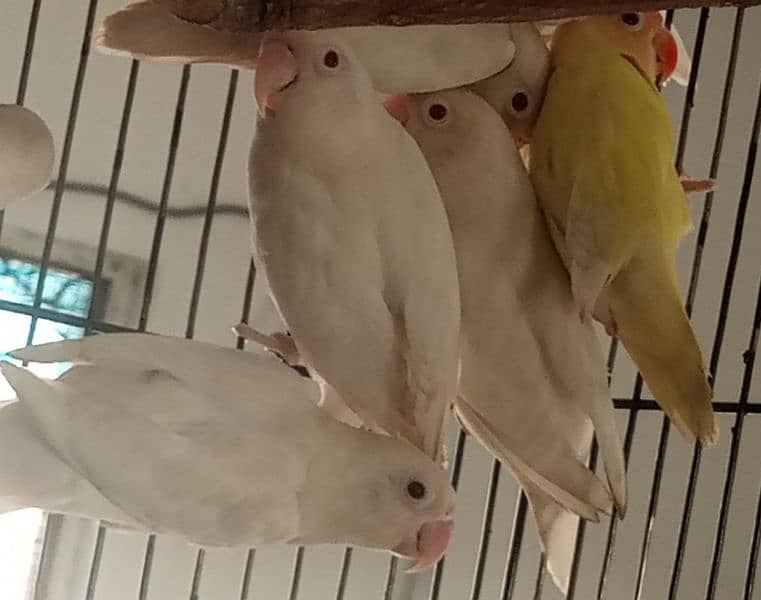 Albino Red eye / Creamino / Albino Redeye / Parblue/ino 1