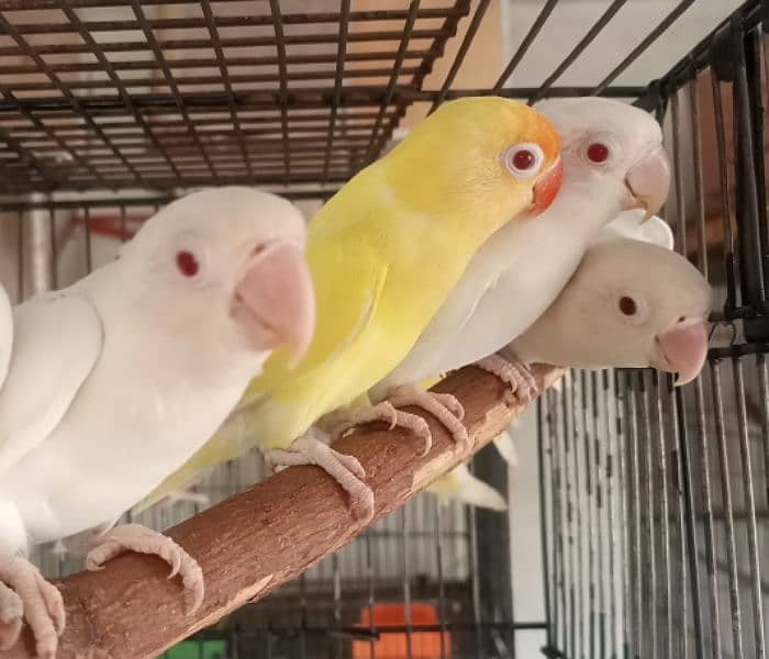 Albino Red eye / Creamino / Albino Redeye / Parblue/ino 6